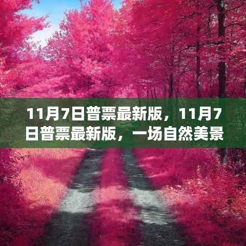 11月7日普票最新版,自然美景之旅,寻找内心的平和与宁静