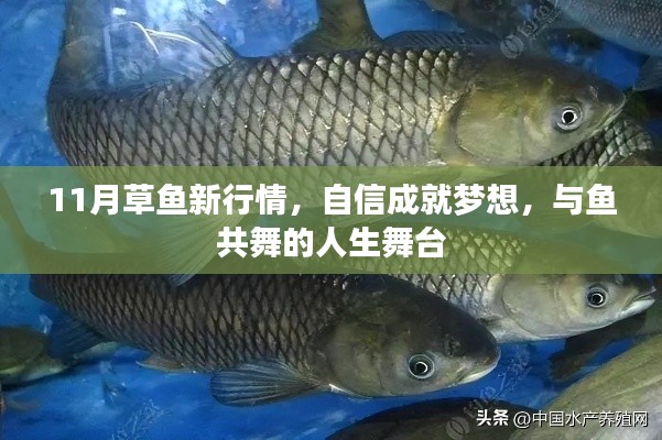 11月草鱼新行情,自信成就梦想,与鱼共舞的人生舞台