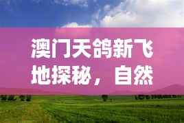澳门天鸽新飞地探秘，自然美景的心灵之旅（最新消息）