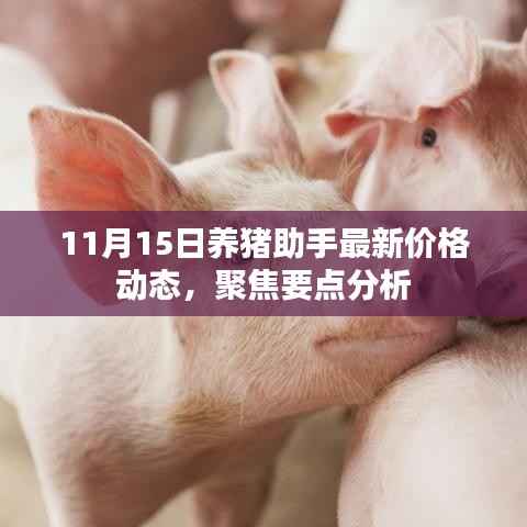 11月15日养猪助手最新价格动态,聚焦要点分析