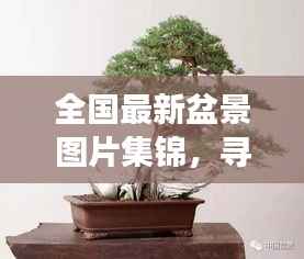 全国最新盆景图片集锦,寻找内心的宁静与自然的魔法之旅