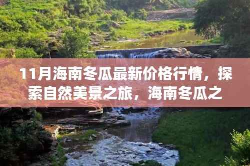 海南冬瓜11月最新行情与心灵宁静之旅,探索冬瓜美景与冬日的宁静价格