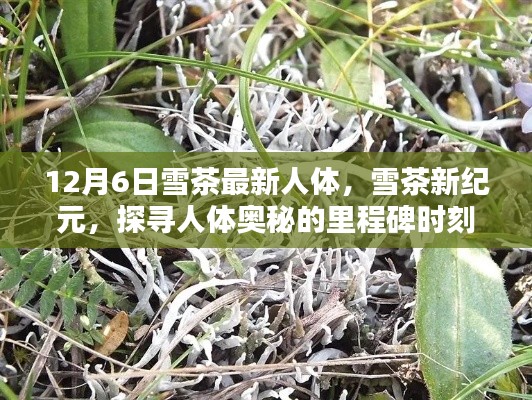 雪茶新纪元,纪念人体研究突破日,探寻人体奥秘的里程碑时刻