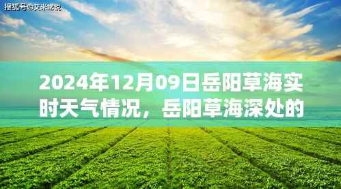 岳阳草海深处的惊喜,天气奇遇记与特色小店的探索(实时天气情况)
