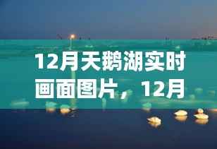 12月天鹅湖实时画面,静谧与美丽的邂逅
