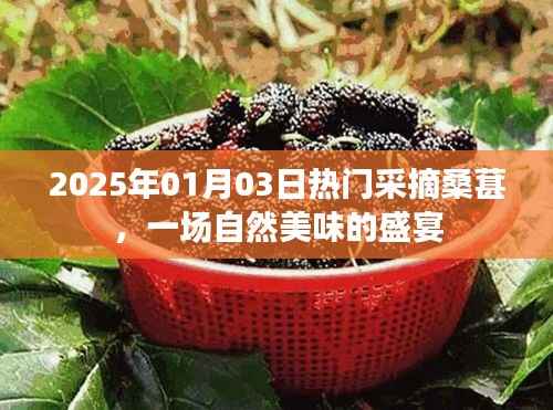 2025年热门桑葚采摘盛宴,尽享自然美味