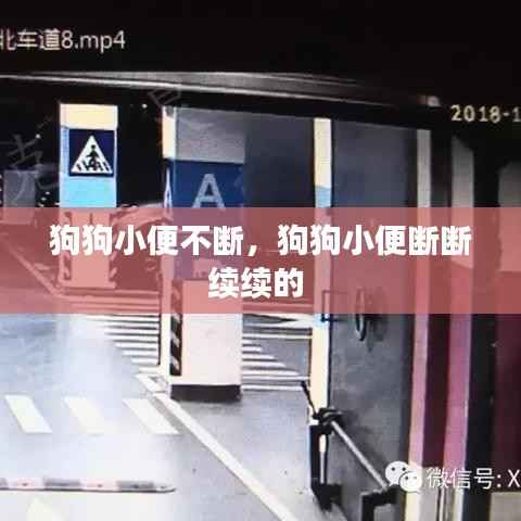 狗狗小便不断,狗狗小便断断续续的