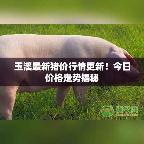 玉溪最新猪价行情更新!今日价格走势揭秘
