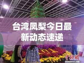 台湾凤梨今日最新动态速递