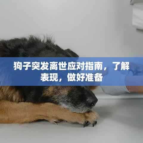 狗子突发离世应对指南,了解表现,做好准备