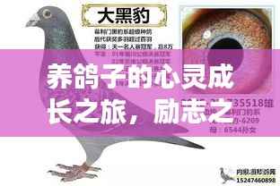 养鸽子的心灵成长之旅,励志之路大放异彩