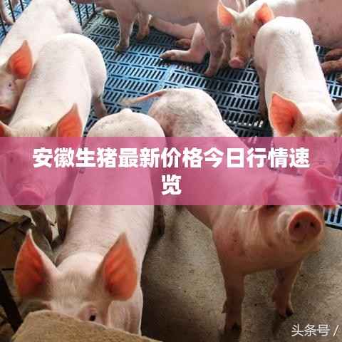 安徽生猪最新价格今日行情速览
