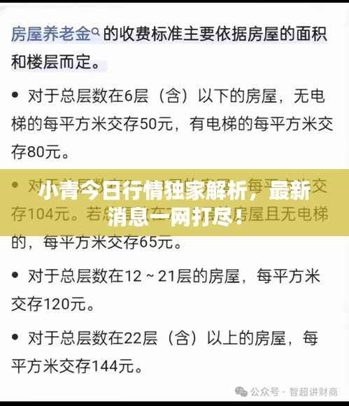小青今日行情独家解析,最新消息一网打尽!