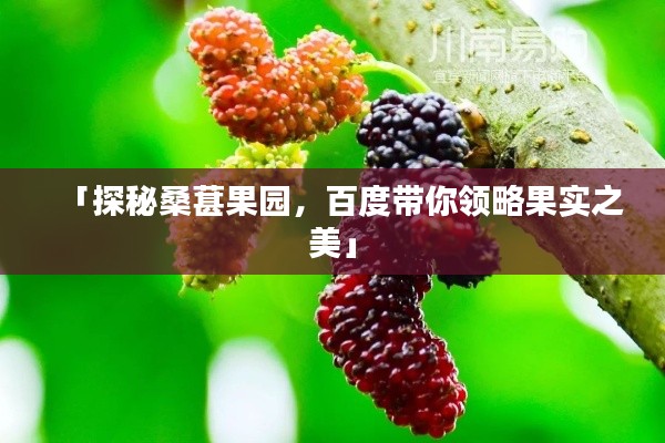 「探秘桑葚果园,百度带你领略果实之美」