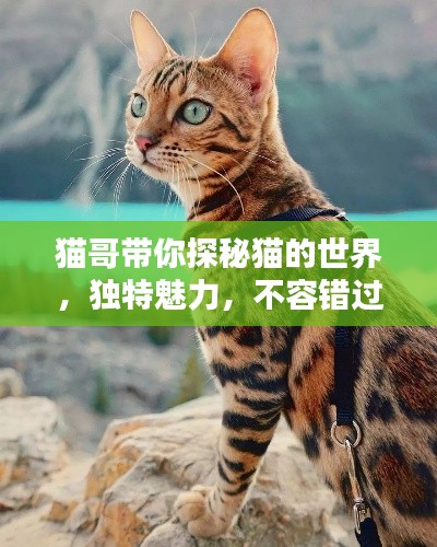 猫哥带你探秘猫的世界,独特魅力,不容错过!